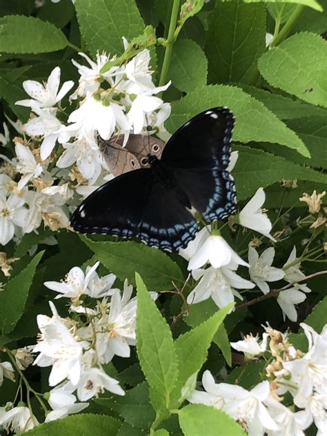 White Admiral Red Spotted Purple From Boston Mills Rd Caledon ON