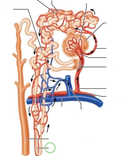 Labeling Test 4 Nephron Flashcards Quizlet