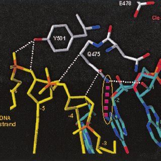 Structure Of The PPT In Complex With HIV 1 RT The DNA Primer Is Shown