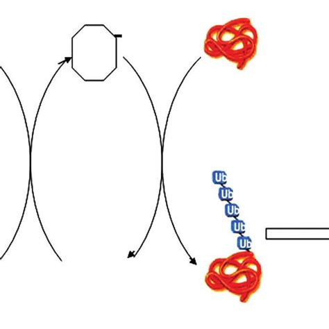 The Ubiquitin Proteasome Pathway Download Scientific Diagram