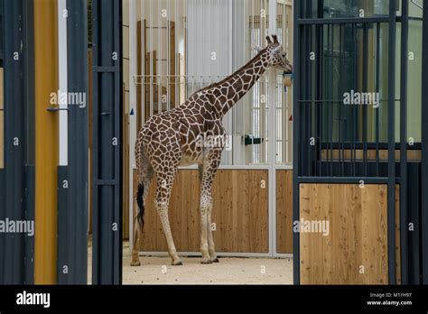 Giraffe Feeding At The Vienna Zoo Stock Photo Alamy