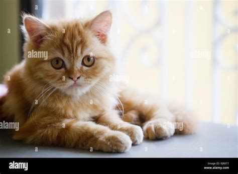 Selective baby Persian cat Stock Photo - Alamy