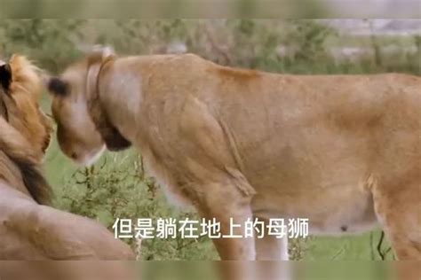 发情的雄狮怎么对待雌狮？雌狮对雄狮猛烈攻击，雄狮家庭地位一般雄狮雌狮攻击