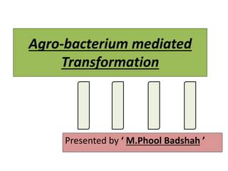 Agro Bacterium Mediated Transformation Pptx