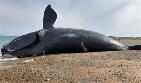 212 la ballena franca austral que vivió durante más de medio siglo