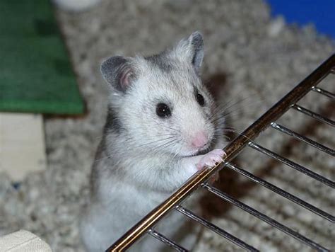 Grey And White Syrian Hamster
