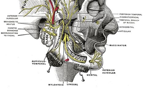 Inferior Alveolar Nerve Anatomy