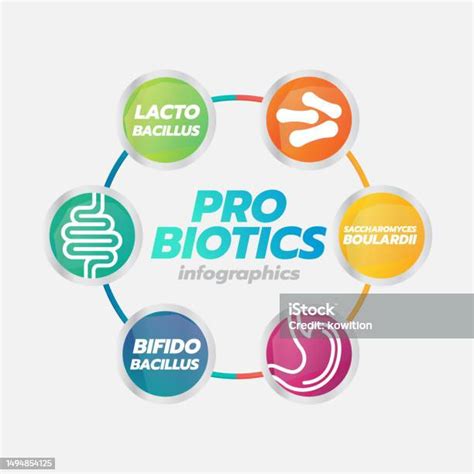 Probiotic Foods Good Bacteria Vector Illustration Stock Illustration