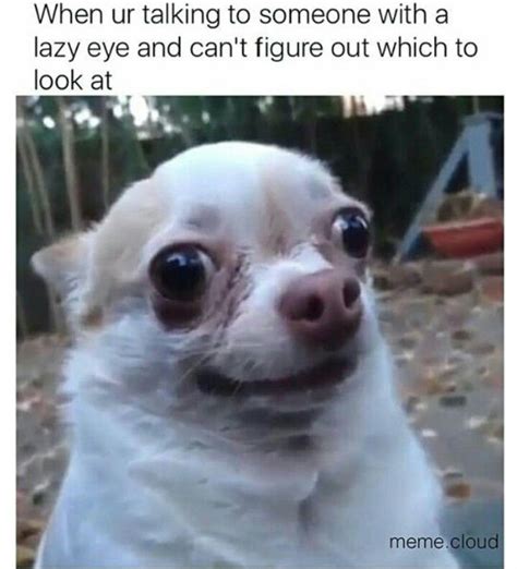 lazy eye funny dog memes funny animal jokes cute animal memes