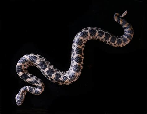 Eastern Massasauga Rattlesnake (Sistrurus catenatus) | The Story of ...