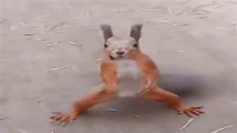 Squirrel Dance Youtube