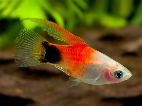 Mickey Mouse Highfin Platy Aquarium Directory Online Pet Shop