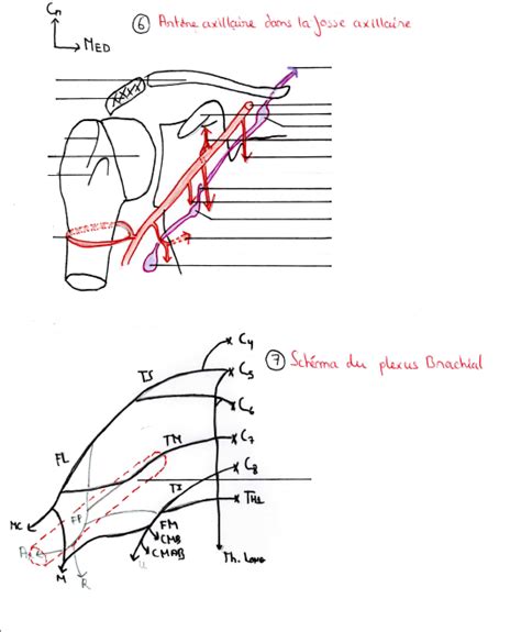 Diagramme de 3ANms03 04 Artère axillaire dans la fosse axillaire et