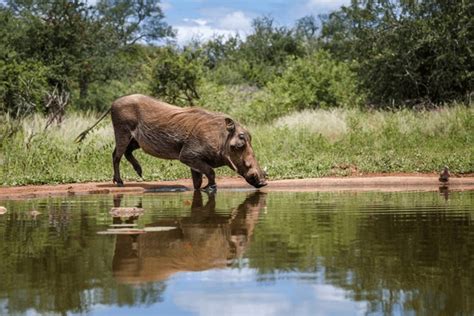 571 Common Warthog Habitat Royalty-Free Photos and Stock Images | Shutterstock