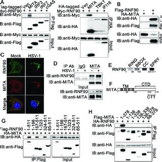 RNF90 Promotes The K48 Ubiquitination Of MITA A HEK293T Cells Were