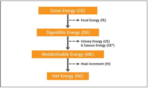 Net Energy A Big Step Forward In Poultry Nutrition Asian Agribiz