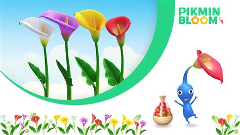 June Big Flower Forecast