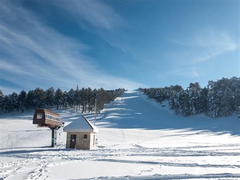 Pinos Cubiertos De Nieve En El Fondo De Los Picos De Las Monta As Vista