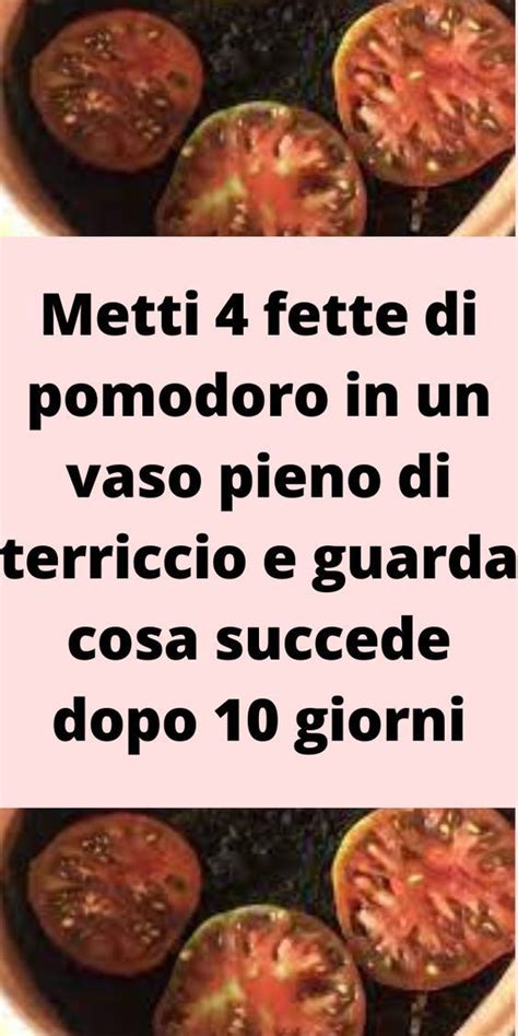Metti Fette Di Pomodoro In Un Vaso Pieno Di Terriccio E Guarda Cosa