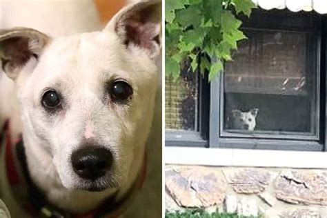 Hund Sitzt Jahre Lang Am Fenster Und Wartet Auf Sein Herrchen Doch