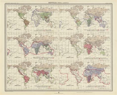 Zoogeography: Reptilia, Ophidia, Lacertilia stock image | Look and Learn