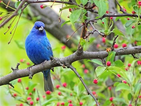 20 Photos of Breathtaking Blue Colored Birds - Birds and Blooms