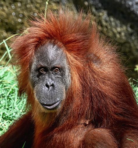 Orangutan Fort Worth Zoo Joseph Deems Flickr