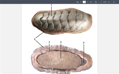 Marine Invert Lab Practical 2 Dissections Flashcards Quizlet