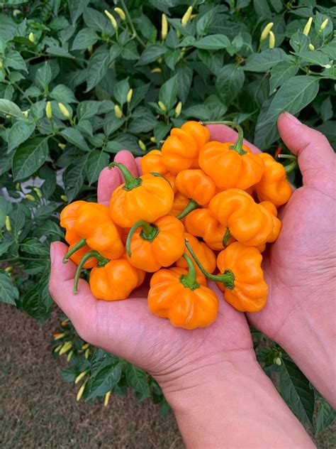 Pumpkin Habanero Pepper Seeds Etsy