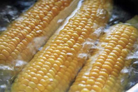 Hokkaido Corn History Various Types And How To Enjoy Deliciously