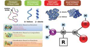 Protein Classification, Globular & Fibrous protein, Simple, Compound & Derived proteins ...