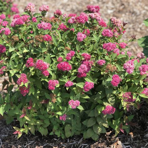 Double Play Doozie® Spiraea Garden Crossings