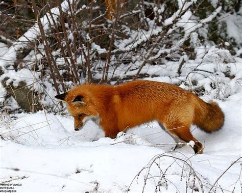 red fox hunting, scene 1 Fox In Snow, Fox Collection, Fox Hunting ...