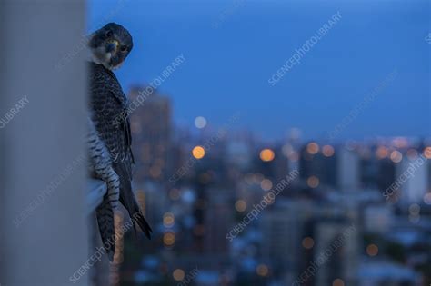 Peregrine Falcon Peering From Behind Balcony At Twilight Stock Image