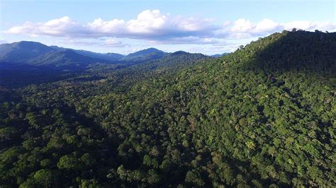 The Atlantic Forest: Exploring its Biodiversity & Challenges | LAC Geo