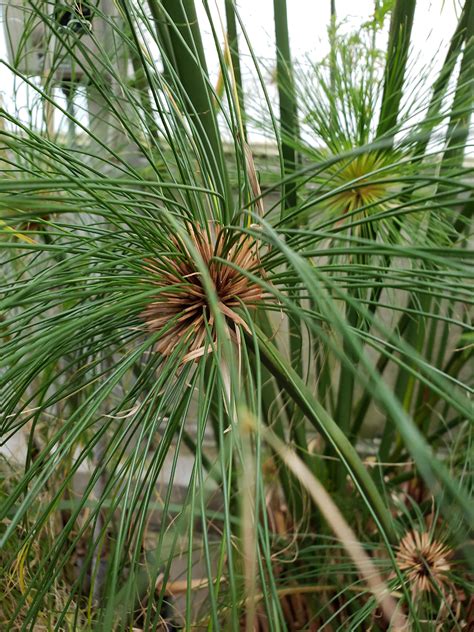 Cyperus papyrus | Bessey Greenhouse (Richard W. Pohl Conservatory)