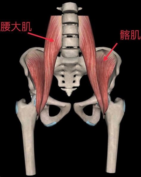 腰大肌起止点图片 腰大肌起止点 大山谷图库