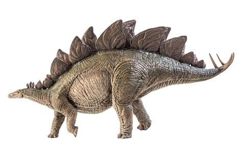 Stegosaurus Dinosaur On White Background Png