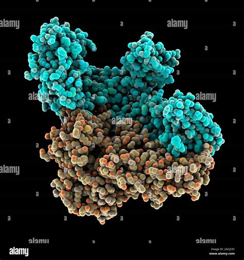 Artwork Of A Molecular Model Of The Hiv Virus Reverse Transcriptase