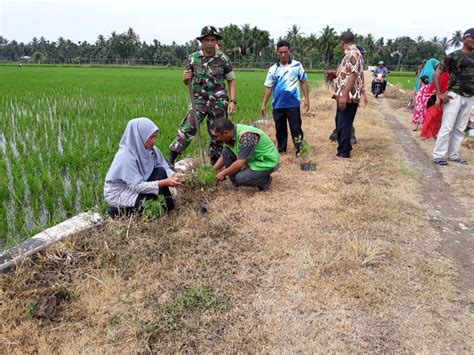 Dinas Pertanian Dan Babinsa Koramil 06 Peusangan Penyuluhan