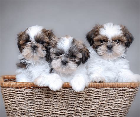 Szczeniak Shih tzu — co warto wiedzieć na początek? - Shih Tzu Shop