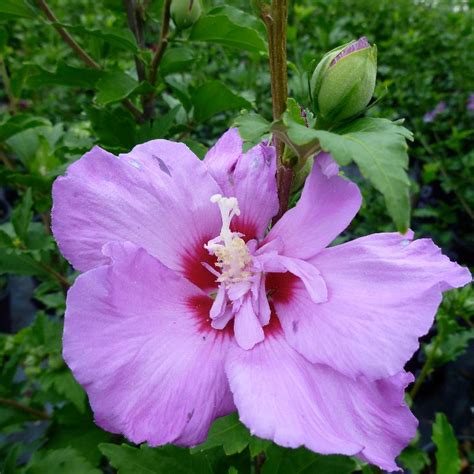 Hibiscus Syriacus Tahiti™ Mineru From Nvk Nurseries