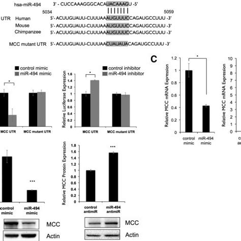 MCC Is A Direct Target Of MiR 494 A Putative Binding Site Of MiR 494