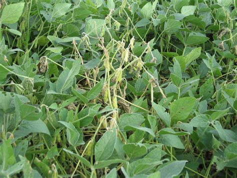 Mid Season White Mold Management