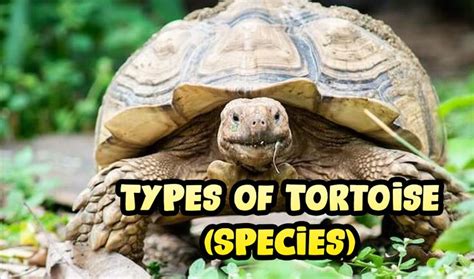 Types of Tortoise (Species) | Tortoise as pets, Tortoise, Species