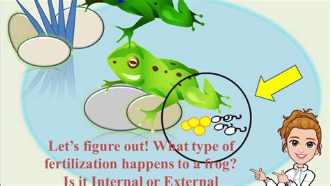 Reproduction I Fertilization Of Frog Youtube