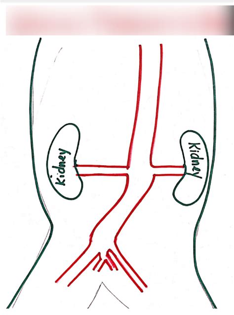 Arteries Posterior to Heart Diagram | Quizlet