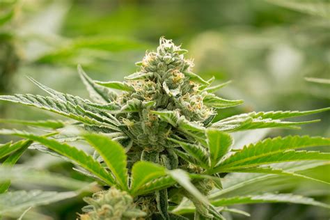 Best Cannabis Strains For Pain Sunmed Growers