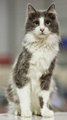 23 Cat reference: Scottish Fold & Turkish Angora ideas | turkish angora ...