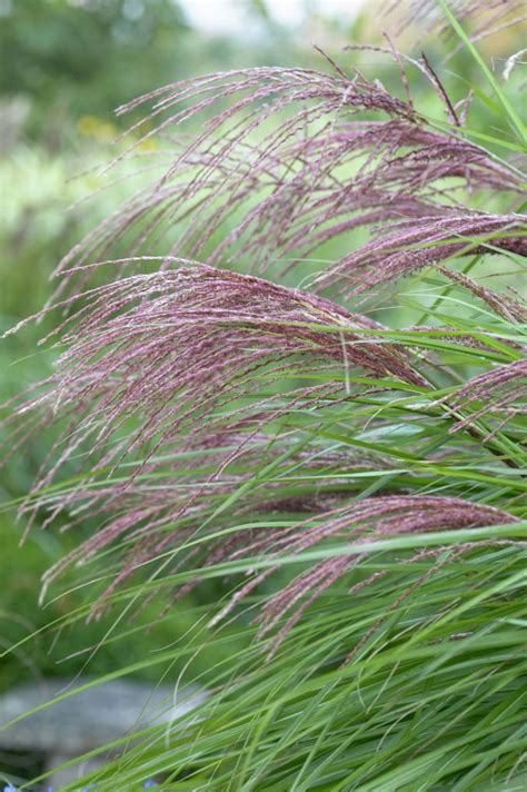 Silver Grass China Morning Light China